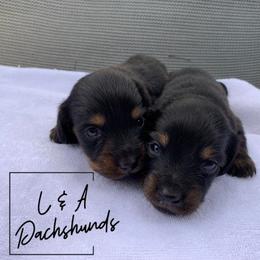 Dachshund Puppies from L & A Dachshunds