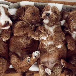 Cavapoos and Goldendoodles from Pedersendoodles