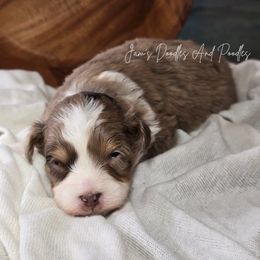 Sitka - Brown merle male Aussiedoodle puppy in Cleveland, Georgia from Jam's Doodles And Poodles