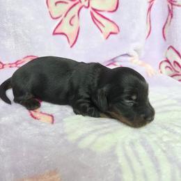 Girl 2 - Black and tan female Dachshund puppy in Graniteville, South Carolina from AB Doxies