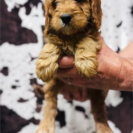 Buttercream - Red female Cavapoo puppy in Woodleaf, North Carolina from Circle T Ranch K9s