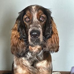 Abraham - English Springer Spaniel