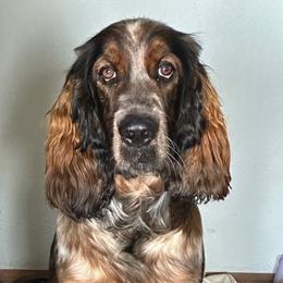 Abraham - English Springer Spaniel