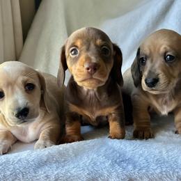 Dapple smooth female - Red female Dachshund puppy in Victoria, Texas from Prickly Arrow Pups