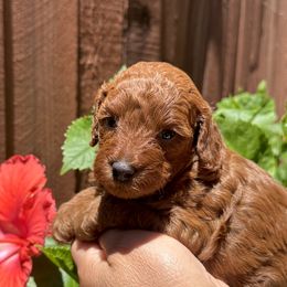 Poodle Puppies from Toy.poodlesss