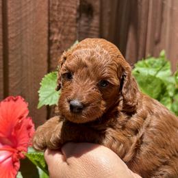 Poodle Puppies from Toy.poodlesss