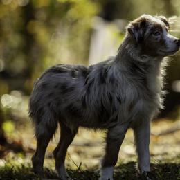 King of Diamonds - Red merle male Miniature American Shepherd puppy in Franklinville, North Carolina from Fine Hill Miniature Americans