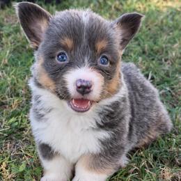 Willow - Blue female Pembroke Welsh Corgi puppy in Beggs, Oklahoma from Blue Diamond Corgi’s