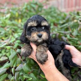 Comet - Black and tan male Cavapoo puppy in Herriman, Utah from Gypsi Doodles & Poodles LLC.