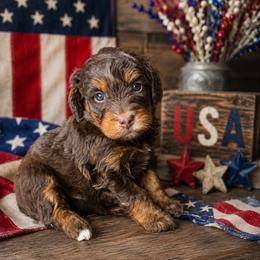 Boy 3, Buckeye - Phantom male Bernedoodle puppy in Delphos, Ohio from Route 66 Poodles & Doodles, Sapphire Shih-tzu's of Ohio