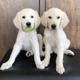 Golden Retriever Puppies from TriStar Goldens