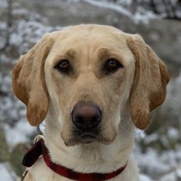 Daisy - Labrador Retriever