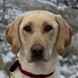 Daisy - Labrador Retriever