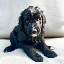 Oreo - Black and white male Bernedoodle puppy in High Point, North Carolina from Kingsfield Doodles