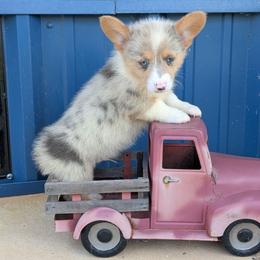 Rocky - Blue merle and white male American Corgi puppy in Lufkin, Texas from Texas Lil Cowdogs