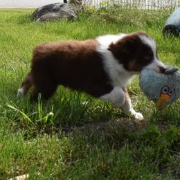 Boy 1 - Red tri-color Australian Shepherd puppy in Muscatine, Iowa from Horten K-9 Wiggles
