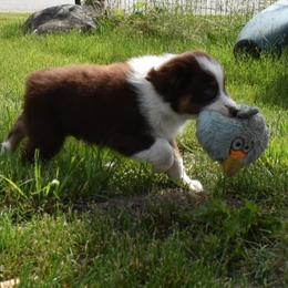 Boy 1 - Red tri-color Australian Shepherd puppy in Muscatine, Iowa from Horten K-9 Wiggles