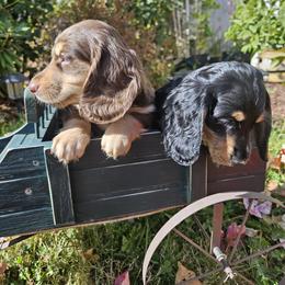Dachshund Puppies from Pine & Paws Dachshunds