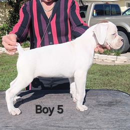 Boy 5 - white - White male Boxer puppy in Morriston, Florida from Like The Wind Boxers