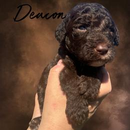 Deacon - Brown male Whoodle puppy in Knoxville, Tennessee from Fleury Farm Doodles TN