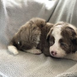 Aussiedoodle Puppies from Ohana Companions