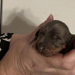 Alanna - Blue and tan female Dachshund puppy in Dayton, Ohio from Jen's Mini Dachshunds