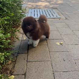 Dolce - Chocolate female Pomeranian puppy in Salem, Oregon from PNW Dynasty Poms
