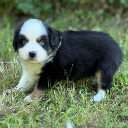 Hermione - Black tri female Miniature Australian Shepherd puppy in Natural Dam, Arkansas from Natural State Aussies