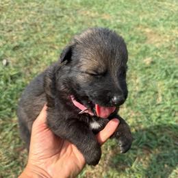 Pink Collar Sable Female - Sable female German Shepherd puppy in Milan, Illinois from Stonewick German Shepherds