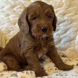 Goldendoodle puppies from Cockadoodle Poo Puppies