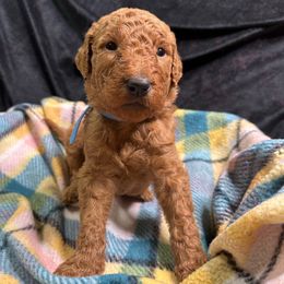 Light Blue - Goldendoodle puppy from Mount Doodles