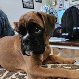 Girl 2 - Fawn female Boxer puppy in Piedmont, South Carolina from SmashBox Kennel