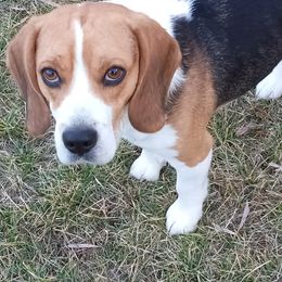 Ziggy - Beagle