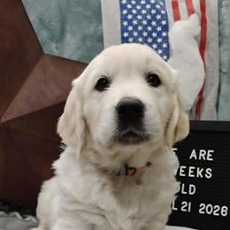 Pink collar girl - Light golden female Golden Retriever puppy in Rochester, Washington from Grand Mound Goldens