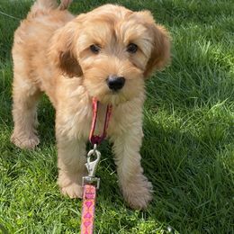Australian Labradoodle Puppies from Victoria Creek Australian Labradoodles