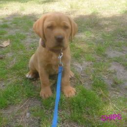 Chips - Yellow female Labrador Retriever puppy in Prince George, Virginia from Kingdom Kenelz Labradors