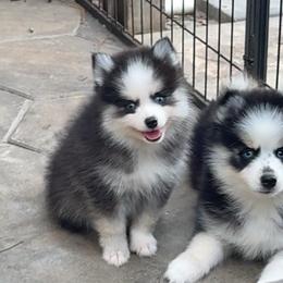 Ozzy - Black and white male Pomsky puppy in Spring Hill, Florida from PDQ Pomskies