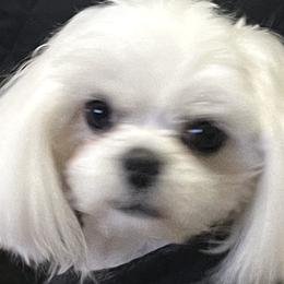 Tiny Dancer Li’l Sam - Maltese