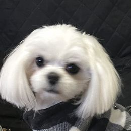 Tiny Dancer Li’l Sam - Maltese