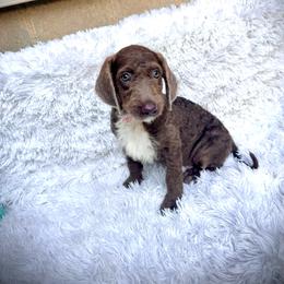 Elaine - Silver female Labradoodle puppy in Spur, Indiana from Purple Heart Canines