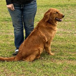 Trouble - Golden Retriever