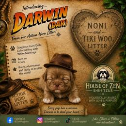Darwin - Liver and white male Shih Tzu puppy in Mesa, Arizona from House of Zen Shihtzus
