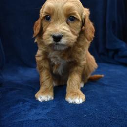 Waffles - Red  female Goldendoodle puppy in Jasper, Indiana from Hilltop Pups LLC