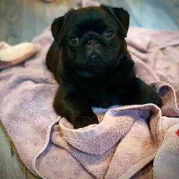 Great Pyrenees, Pekingese, and Pug Puppies from Triptych Kennels