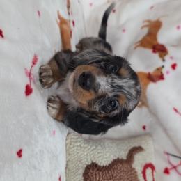 Dapple boy 2 - Dapple male Dachshund puppy in West Plains, Missouri from Spring Creek Dachshunds