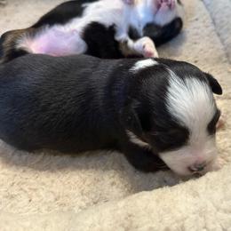 Black tri boy 1 - Black tri male Toy Australian Shepherd puppy in Lame Deer, Montana from Bar M Toy Aussies
