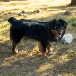 Whiskey - Australian Shepherd