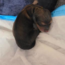 Willow - Red female Dachshund puppy in Port Charlotte, Florida from Belinda's little darlings dachshunds