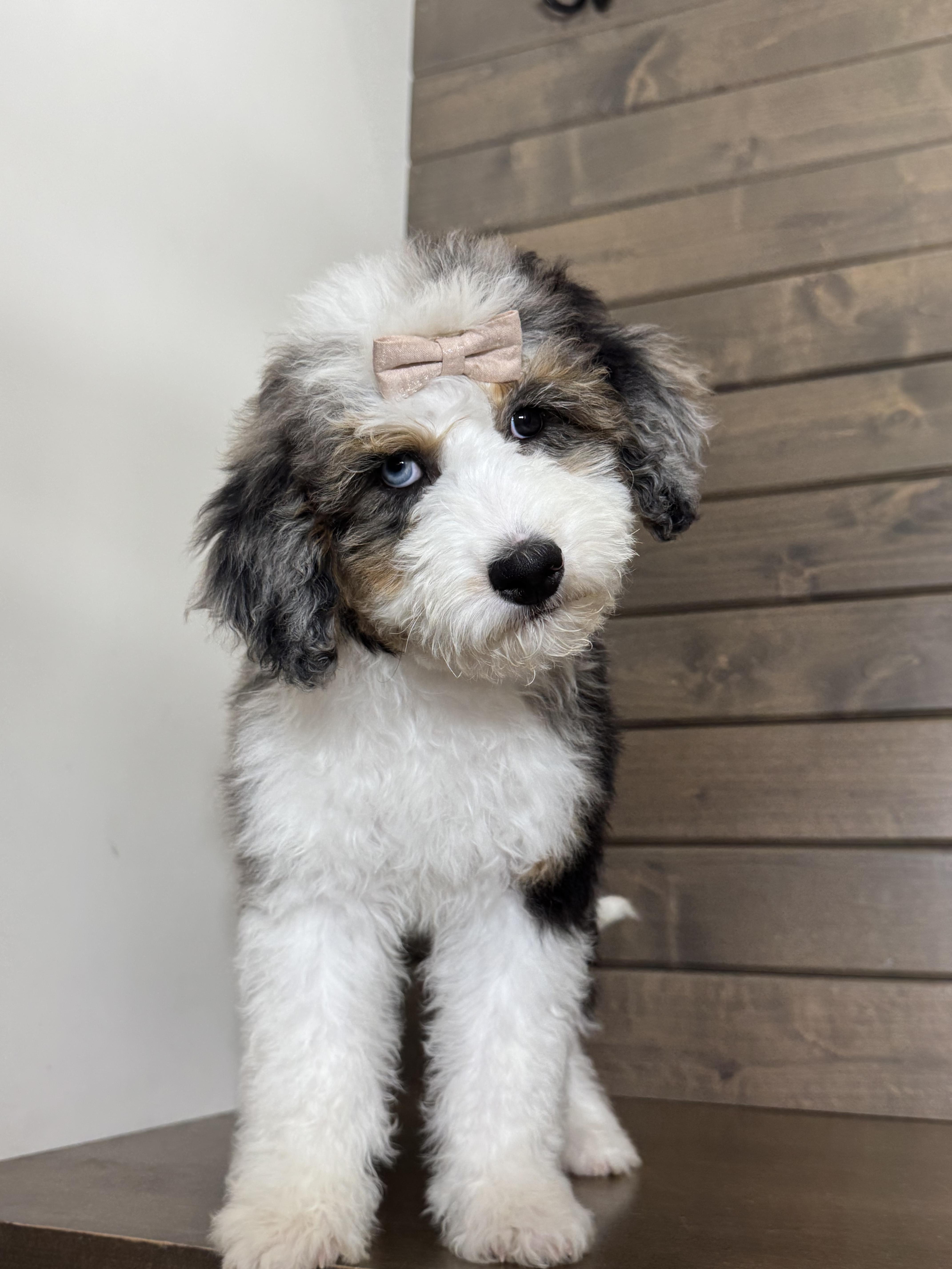 Desert Sheepies and Doodles in Arizona | Bernedoodle, Old English ...
