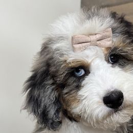 Bernedoodles, Old English Sheepdogs, and Sheepadoodles from Desert Sheepies and Doodles